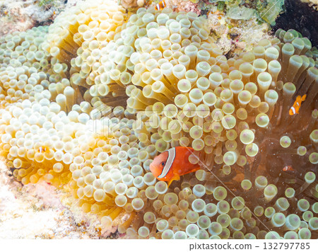 A family of clownfish. Beautiful coral reefs and schools of tropical fish. Kabi Island, Kerama Islands, Shimajiri District, Okinawa Prefecture, Zamami Island - 2025 132797785