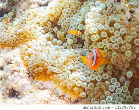 A family of clownfish. Beautiful coral reefs and schools of tropical fish. Kabi Island, Kerama Islands, Shimajiri District, Okinawa Prefecture, Zamami Island - 2025 A family of clownfish. Beautiful coral reefs and schools of tropical fish. Kabi Island, Kerama Islands, Shimajiri District, Okinawa Prefecture, Zamami Island - 2025 132797786