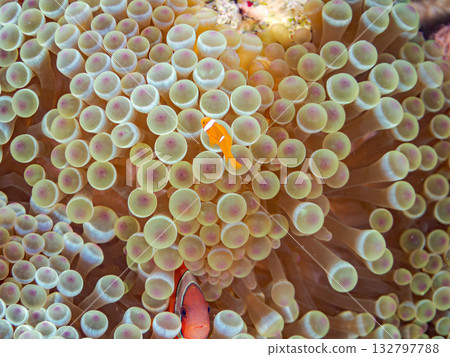 A family of clownfish. Beautiful coral reefs and schools of tropical fish. Kabi Island, Kerama Islands, Shimajiri District, Okinawa Prefecture, Zamami Island - 2025 132797788