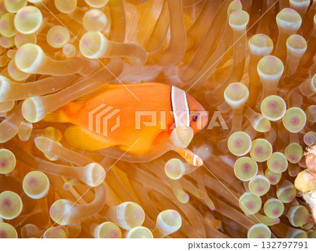 一群小丑魚。美麗的珊瑚礁和成群的熱帶魚。沖繩縣島尻郡慶良間群島卡比島，座間味島 - 2025 132797791