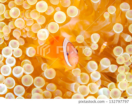 A family of clownfish. Beautiful coral reefs and schools of tropical fish. Kabi Island, Kerama Islands, Shimajiri District, Okinawa Prefecture, Zamami Island - 2025 132797797