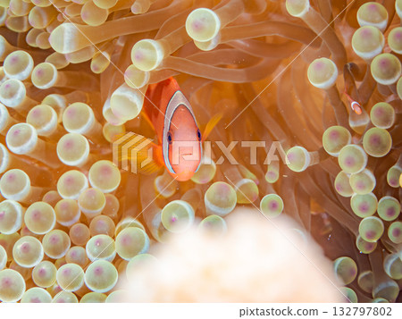 A family of clownfish. Beautiful coral reefs and schools of tropical fish. Kabi Island, Kerama Islands, Shimajiri District, Okinawa Prefecture, Zamami Island - 2025 132797802