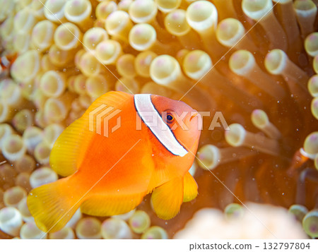 A family of clownfish. Beautiful coral reefs and schools of tropical fish. Kabi Island, Kerama Islands, Shimajiri District, Okinawa Prefecture, Zamami Island - 2025 132797804