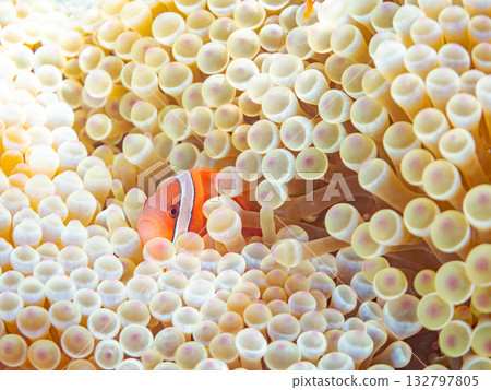 A family of clownfish. Beautiful coral reefs and schools of tropical fish. Kabi Island, Kerama Islands, Shimajiri District, Okinawa Prefecture, Zamami Island - 2025 132797805