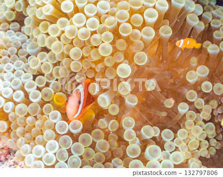 A family of clownfish. Beautiful coral reefs and schools of tropical fish. Kabi Island, Kerama Islands, Shimajiri District, Okinawa Prefecture, Zamami Island - 2025 132797806