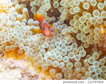 A family of clownfish. Beautiful coral reefs and schools of tropical fish. Kabi Island, Kerama Islands, Shimajiri District, Okinawa Prefecture, Zamami Island - 2025 132797808