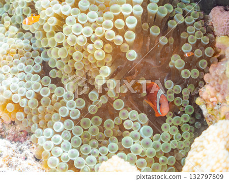 A family of clownfish. Beautiful coral reefs and schools of tropical fish. Kabi Island, Kerama Islands, Shimajiri District, Okinawa Prefecture, Zamami Island - 2025 A family of clownfish. Beautiful coral reefs and schools of tropical fish. Kabi Island, Kerama Islands, Shimajiri District, Okinawa Prefecture, Zamami Island - 2025 132797809