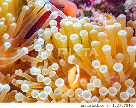 A family of clownfish. Beautiful coral reefs and schools of tropical fish. Kabi Island, Kerama Islands, Shimajiri District, Okinawa Prefecture, Zamami Island - 2025 132797810