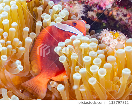 A family of clownfish. Beautiful coral reefs and schools of tropical fish. Kabi Island, Kerama Islands, Shimajiri District, Okinawa Prefecture, Zamami Island - 2025 132797811