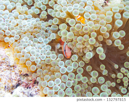 A family of clownfish. Beautiful coral reefs and schools of tropical fish. Kabi Island, Kerama Islands, Shimajiri District, Okinawa Prefecture, Zamami Island - 2025 132797815