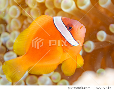 A family of clownfish. Beautiful coral reefs and schools of tropical fish. Kabi Island, Kerama Islands, Shimajiri District, Okinawa Prefecture, Zamami Island - 2025 132797816