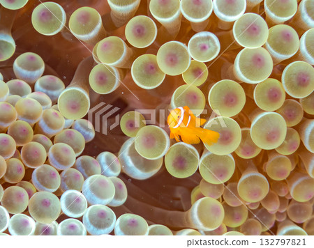 A family of clownfish. Beautiful coral reefs and schools of tropical fish. Kabi Island, Kerama Islands, Shimajiri District, Okinawa Prefecture, Zamami Island - 2025 A family of clownfish. Beautiful coral reefs and schools of tropical fish. Kabi Island, Kerama Islands, Shimajiri District, Okinawa Prefecture, Zamami Island - 2025 132797821