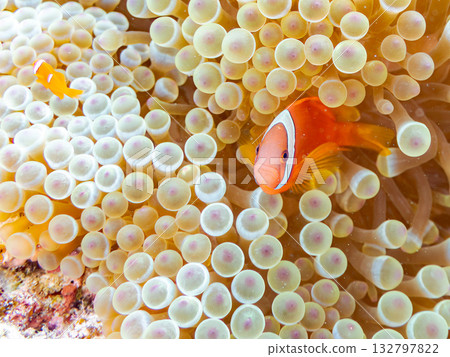 A family of clownfish. Beautiful coral reefs and schools of tropical fish. Kabi Island, Kerama Islands, Shimajiri District, Okinawa Prefecture, Zamami Island - 2025 132797822