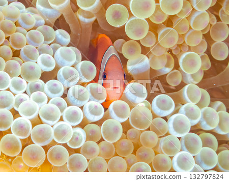 A family of clownfish. Beautiful coral reefs and schools of tropical fish. Kabi Island, Kerama Islands, Shimajiri District, Okinawa Prefecture, Zamami Island - 2025 A family of clownfish. Beautiful coral reefs and schools of tropical fish. Kabi Island, Kerama Islands, Shimajiri District, Okinawa Prefecture, Zamami Island - 2025 132797824