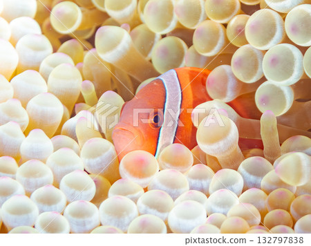 A family of clownfish. Beautiful coral reefs and schools of tropical fish. Kabi Island, Kerama Islands, Shimajiri District, Okinawa Prefecture, Zamami Island - 2025 A family of clownfish. Beautiful coral reefs and schools of tropical fish. Kabi Island, Kerama Islands, Shimajiri District, Okinawa Prefecture, Zamami Island - 2025 132797838