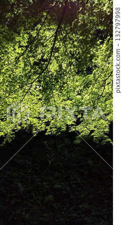 Forest through which light shines Forest through which light shines 132797998