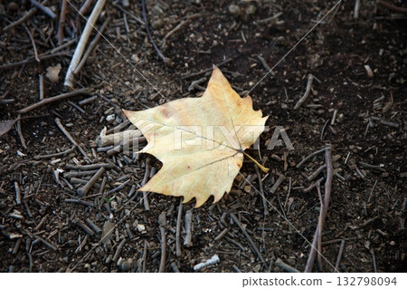 Dead leaves of Platanus 132798094