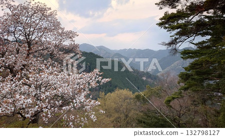 櫻花 132798127