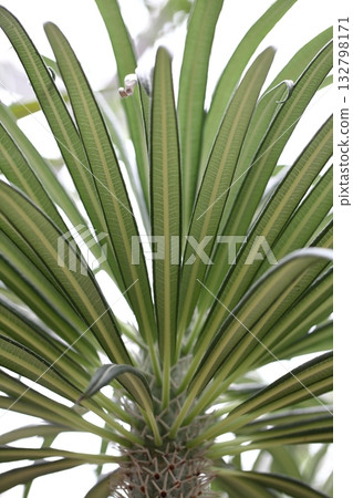 Asokai leaves 132798171