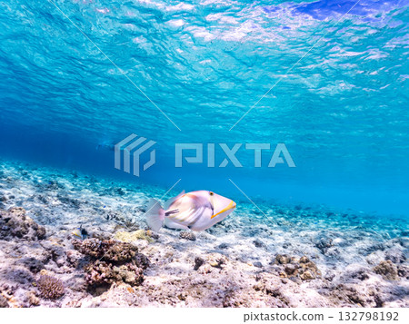 Cute purple triggerfish. Beautiful coral reefs and schools of tropical fish. Kabi Island, Kerama Islands, Shimajiri District, Okinawa Prefecture, Zamami Island 2025 132798192