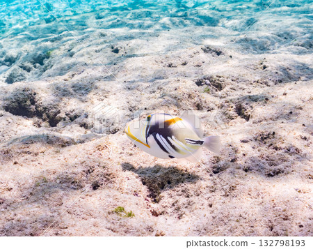 Cute purple triggerfish. Beautiful coral reefs and schools of tropical fish. Kabi Island, Kerama Islands, Shimajiri District, Okinawa Prefecture, Zamami Island 2025 132798193