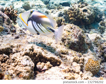 可愛的紫色扳機魚。美麗的珊瑚礁和成群的熱帶魚。沖繩縣島尻郡慶良間群島卡比島，座間味島 2025 132798202