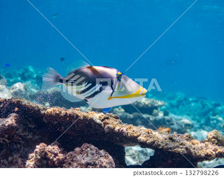 可愛的紫色扳機魚。美麗的珊瑚礁和成群的熱帶魚。沖繩縣島尻郡慶良間群島卡比島，座間味島 2025 132798226