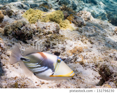 Cute purple triggerfish. Beautiful coral reefs and schools of tropical fish. Kabi Island, Kerama Islands, Shimajiri District, Okinawa Prefecture, Zamami Island 2025 132798230