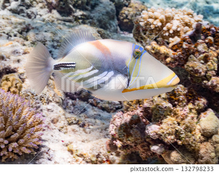 Cute purple triggerfish. Beautiful coral reefs and schools of tropical fish. Kabi Island, Kerama Islands, Shimajiri District, Okinawa Prefecture, Zamami Island 2025 132798233