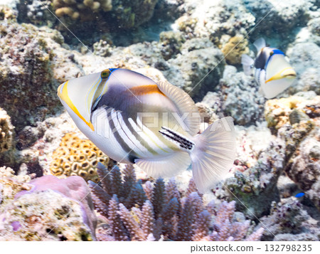Cute purple triggerfish. Beautiful coral reefs and schools of tropical fish. Kabi Island, Kerama Islands, Shimajiri District, Okinawa Prefecture, Zamami Island 2025 132798235