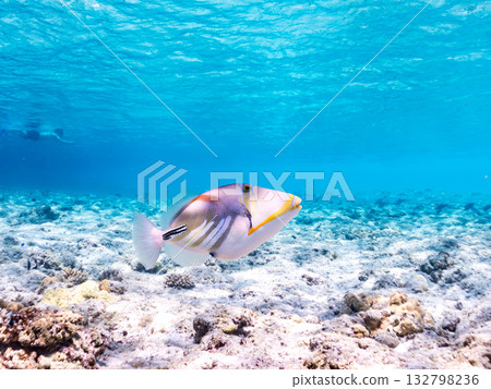 可愛的紫色扳機魚。美麗的珊瑚礁和成群的熱帶魚。沖繩縣島尻郡慶良間群島卡比島，座間味島 2025 132798236