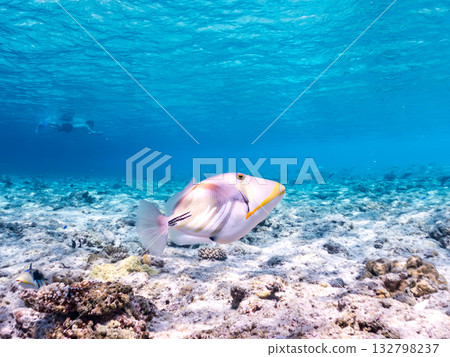 Cute purple triggerfish. Beautiful coral reefs and schools of tropical fish. Kabi Island, Kerama Islands, Shimajiri District, Okinawa Prefecture, Zamami Island 2025 132798237