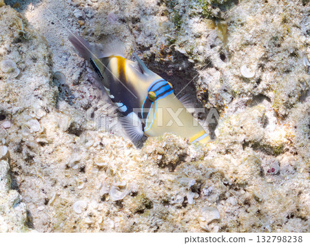 Cute purple triggerfish. Beautiful coral reefs and schools of tropical fish. Kabi Island, Kerama Islands, Shimajiri District, Okinawa Prefecture, Zamami Island 2025 Cute purple triggerfish. Beautiful coral reefs and schools of tropical fish. Kabi Island, Kerama Islands, Shimajiri District, Okinawa Prefecture, Zamami Island 2025 132798238