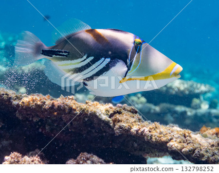 可愛的紫色扳機魚。美麗的珊瑚礁和成群的熱帶魚。沖繩縣島尻郡慶良間群島卡比島，座間味島 2025 132798252