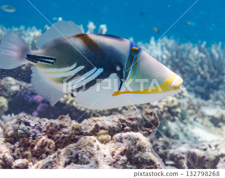 Cute purple triggerfish. Beautiful coral reefs and schools of tropical fish. Kabi Island, Kerama Islands, Shimajiri District, Okinawa Prefecture, Zamami Island 2025 132798268