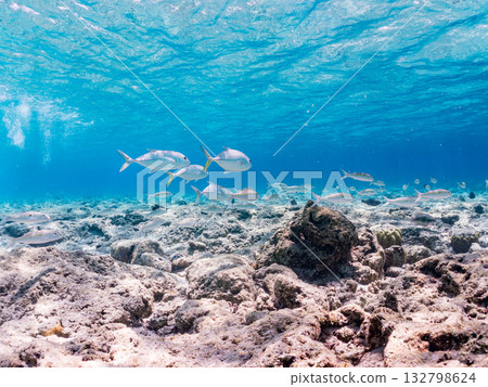 魚類包括日本扳機魚、大眼鰺和紅羊魚。美麗的珊瑚礁和成群的熱帶魚。沖繩縣加比島 魚類包括日本扳機魚、大眼鰺和紅羊魚。美麗的珊瑚礁和成群的熱帶魚。沖繩縣加比島 132798624
