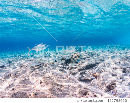 Species include the Japanese triggerfish, big-eyed trevally, and red goatfish. Beautiful coral reefs and schools of tropical fish. Kabi Island, Okinawa Prefecture 132798630