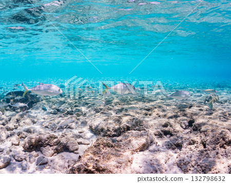 Species include the Japanese triggerfish, big-eyed trevally, and red goatfish. Beautiful coral reefs and schools of tropical fish. Kabi Island, Okinawa Prefecture 132798632
