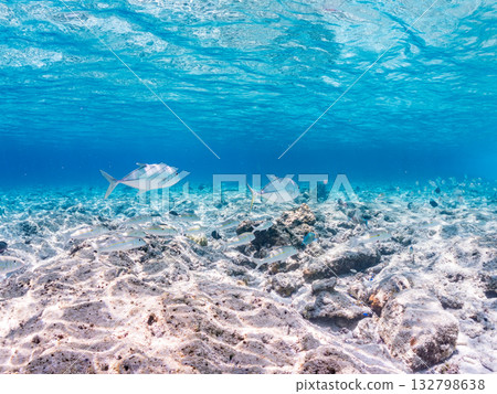 魚類包括日本扳機魚、大眼鰺和紅羊魚。美麗的珊瑚礁和成群的熱帶魚。沖繩縣加比島 132798638