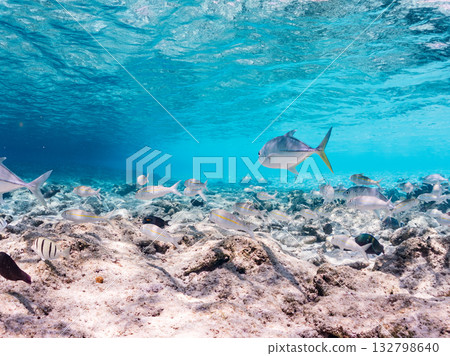 Species include the Japanese triggerfish, big-eyed trevally, and red goatfish. Beautiful coral reefs and schools of tropical fish. Kabi Island, Okinawa Prefecture 132798640
