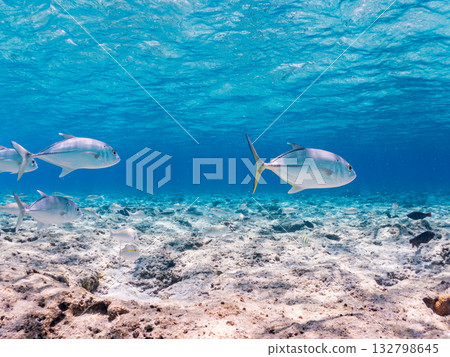 Species include the Japanese triggerfish, big-eyed trevally, and red goatfish. Beautiful coral reefs and schools of tropical fish. Kabi Island, Okinawa Prefecture 132798645