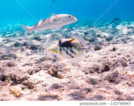 Species include the Japanese triggerfish, big-eyed trevally, and red goatfish. Beautiful coral reefs and schools of tropical fish. Kabi Island, Okinawa Prefecture 132798647