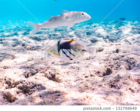 魚類包括日本扳機魚、大眼鰺和紅羊魚。美麗的珊瑚礁和成群的熱帶魚。沖繩縣加比島 132798649