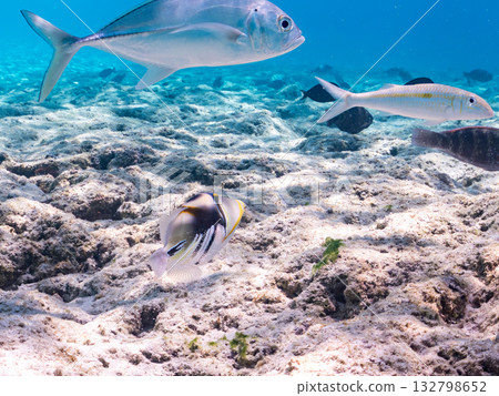 Species include the Japanese triggerfish, big-eyed trevally, and red goatfish. Beautiful coral reefs and schools of tropical fish. Kabi Island, Okinawa Prefecture 132798652