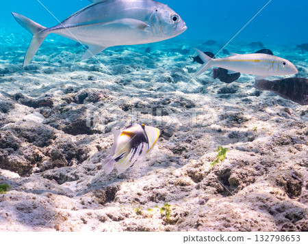 Species include the Japanese triggerfish, big-eyed trevally, and red goatfish. Beautiful coral reefs and schools of tropical fish. Kabi Island, Okinawa Prefecture 132798653