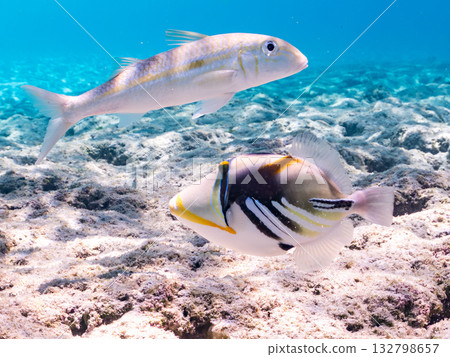 Species include the Japanese triggerfish, big-eyed trevally, and red goatfish. Beautiful coral reefs and schools of tropical fish. Kabi Island, Okinawa Prefecture Species include the Japanese triggerfish, big-eyed trevally, and red goatfish. Beautiful coral reefs and schools of tropical fish. Kabi Island, Okinawa Prefecture 132798657
