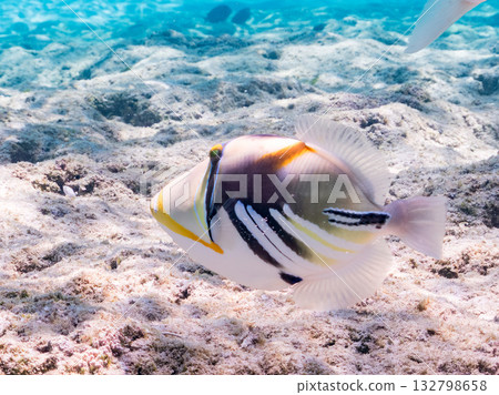 Species include the Japanese triggerfish, big-eyed trevally, and red goatfish. Beautiful coral reefs and schools of tropical fish. Kabi Island, Okinawa Prefecture 132798658