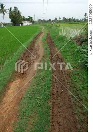 Rural Road Way Through Field 132798660