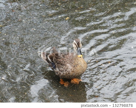 斑嘴鴨在河裡覓食 132798878