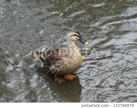 斑嘴鴨在河裡覓食 132798879